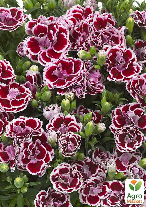 Гвоздика Махровая "Sunflor Red Esta" (контейнер № 10, высота 10 см)