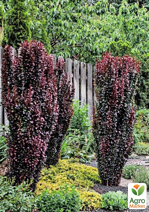 Барбарис Тунберга "Chocolate Summer"  (контейнер P9)