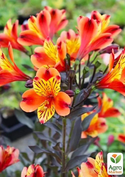 Альстромерия (перуанская лилия) "Indian Summer" С2 высота 30-60см - фото 4