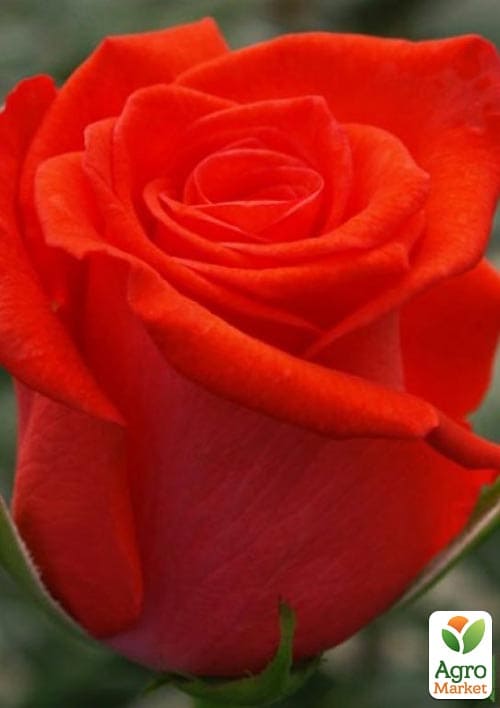 Роза чайно-гибридная "Корвет" (саженец класса АА+) высший сорт