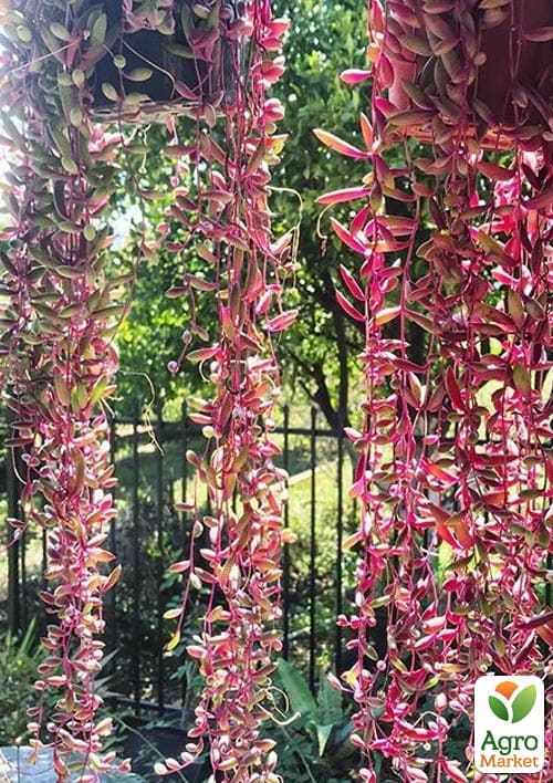 LMTD Сенеціо (хрестовник) "Purple Flash" підвісний вазон - фото 6