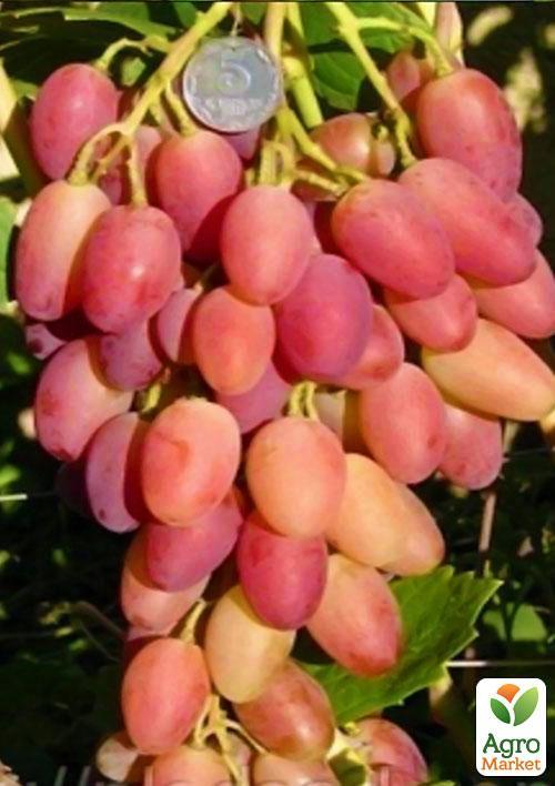 Виноград "Анжеліка" (Ксенія) - фото 4