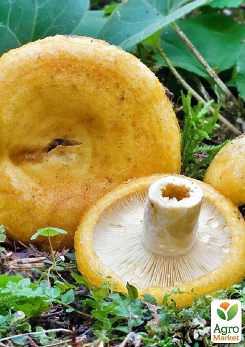 Сухий зерновий міцелій "Груздь жовтий" 100г