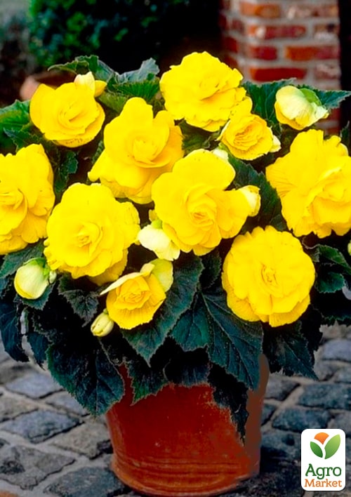 Бегонія квітуча "Yellow" - фото 5