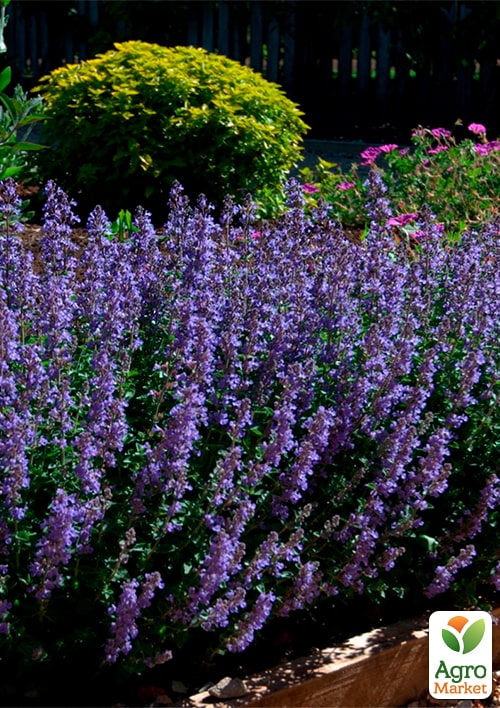 Котовник "Purrsian Blue"(Кошачья мята, непета) - фото 5