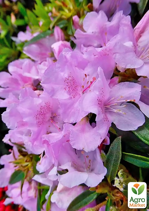 LMTD Рододендрон цветущий 2-х летний "Robert Seleger" (высота 20см) - фото 7