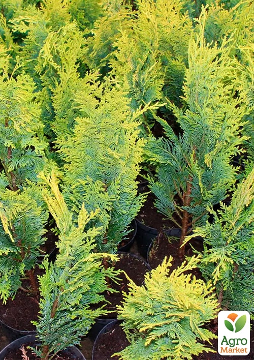 Кипарисовик "Alumi Gold Chamaecyparis" вазон П9 - фото 5