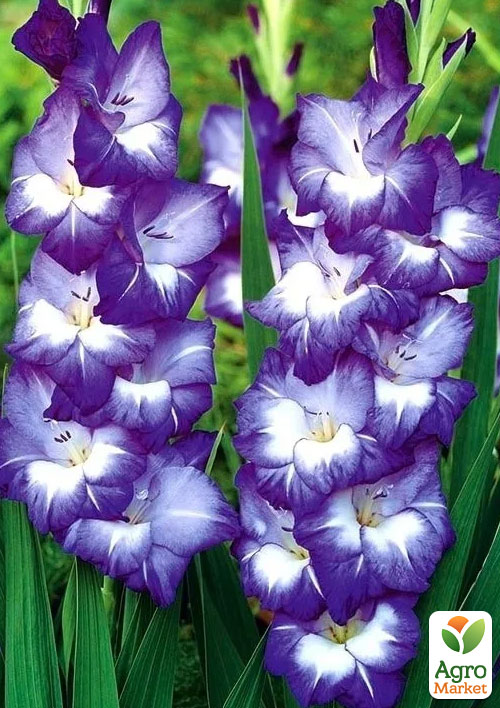 Гладиолус "Nori" 