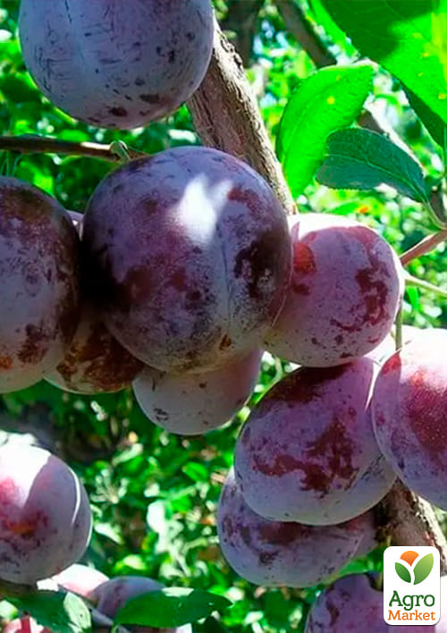 Слива колоновидная "Блю свит" Эксклюзив - фото 2