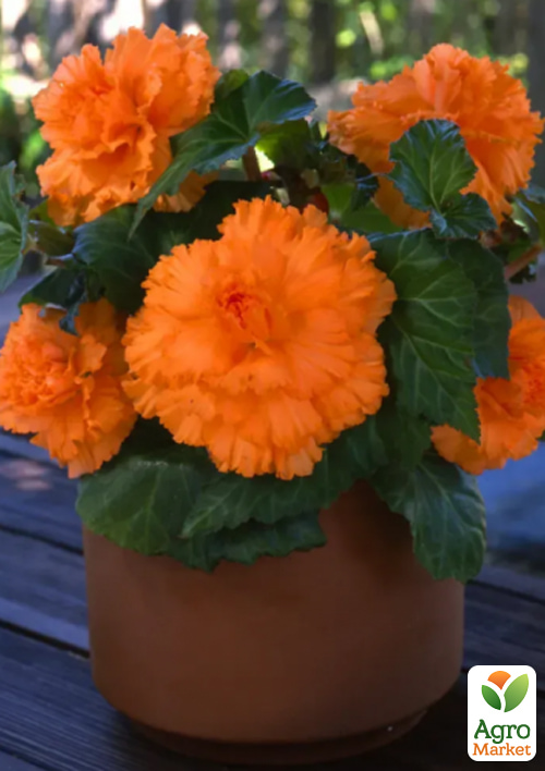 Бегонія "Амерігібрид гофрована F1 абрикосова" ТМ "Vesna Select" 5шт - фото 3