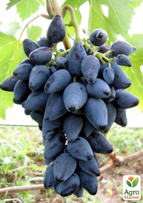 Виноград "Альфонс Джованні"