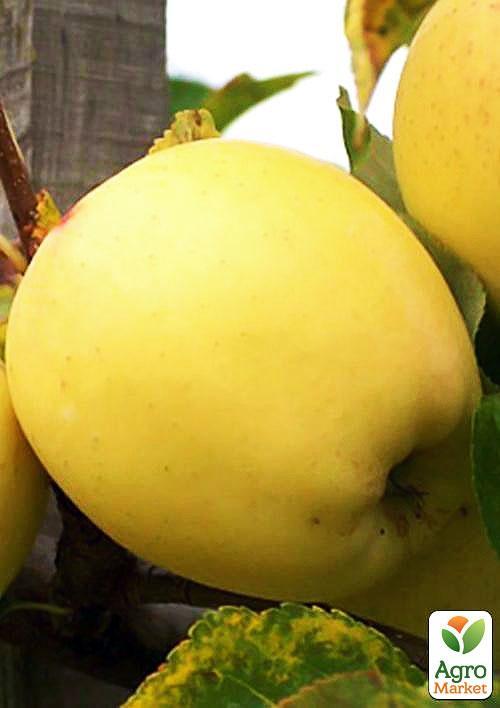 Яблуня "Голд Крим" (зимовий сорт, пізній термін дозрівання) - фото 4