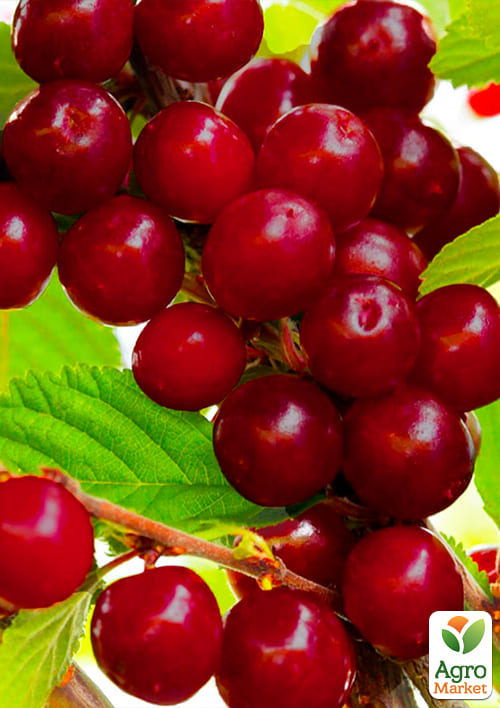 Вишня "Чудо вишня" (Черевишня) гибрид черешня+вишня (летний сорт, ранний срок созревания) - фото 4