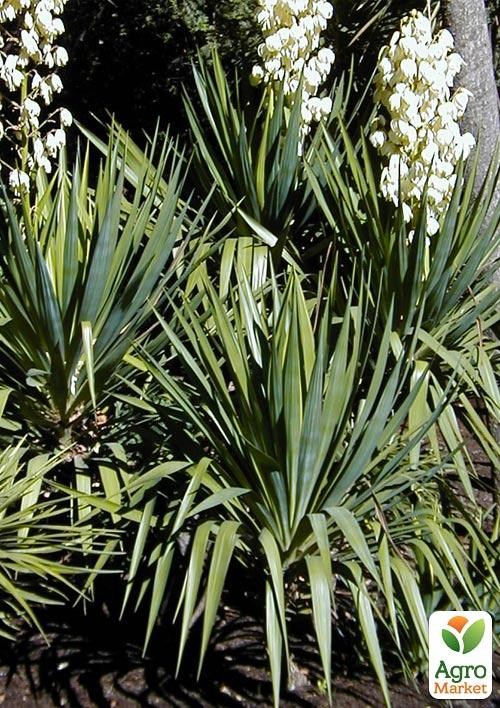 Юкка Повислая - фото 2