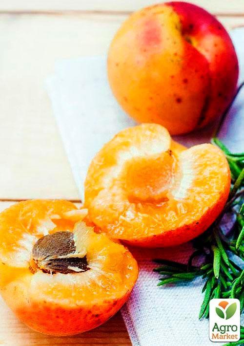 Эксклюзив! Абрикос темно-oрaнжeвый "Мечта"(Dream) (канадская селекция, премиальный средне-ранний сорт)