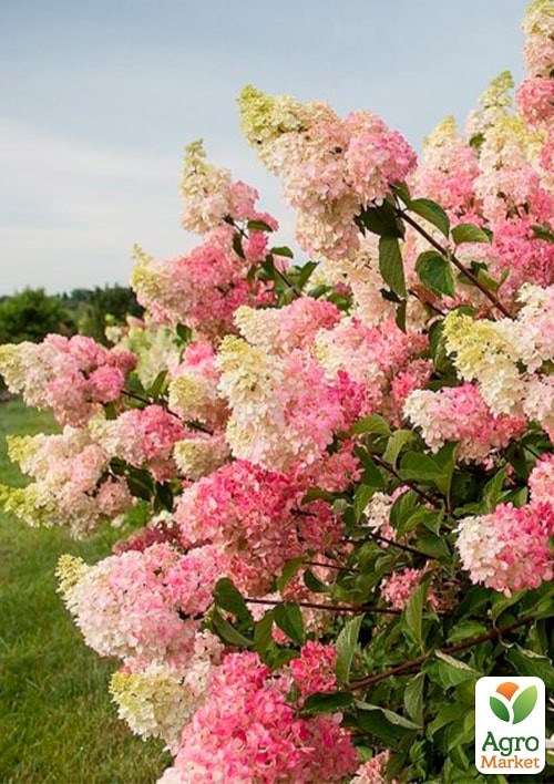 Гортензия 3-х летка метельчатая "Melba" - фото 4