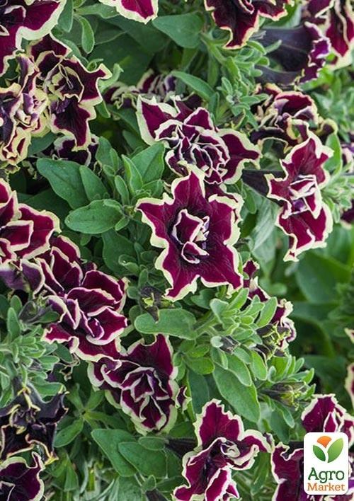 Петуния полуампельная Tumbelina "Superstar" (контейнер №10, высота 10-15см) - фото 2