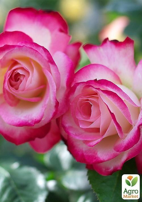 Роза плетистая "Hanen Kardon"