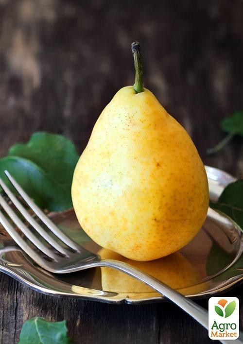 Эксклюзив! Груша желто-золотистая "Сладкий аромат" (Sweet aroma) (французская селекция, премиальный высокоурожайный сорт) - фото 4