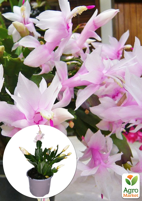 Шлюмбергера "Album" (Декабрист, рождественник, зигокактус)