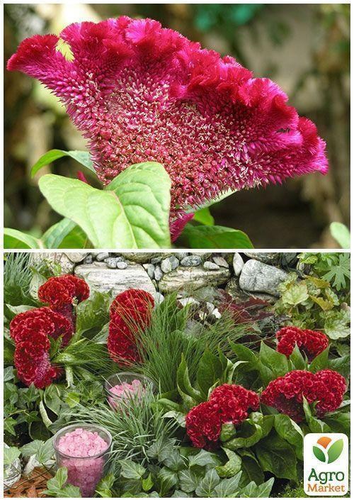 На развес Целозия гребенчатая ТМ "Весна" цена за 4г - фото 2