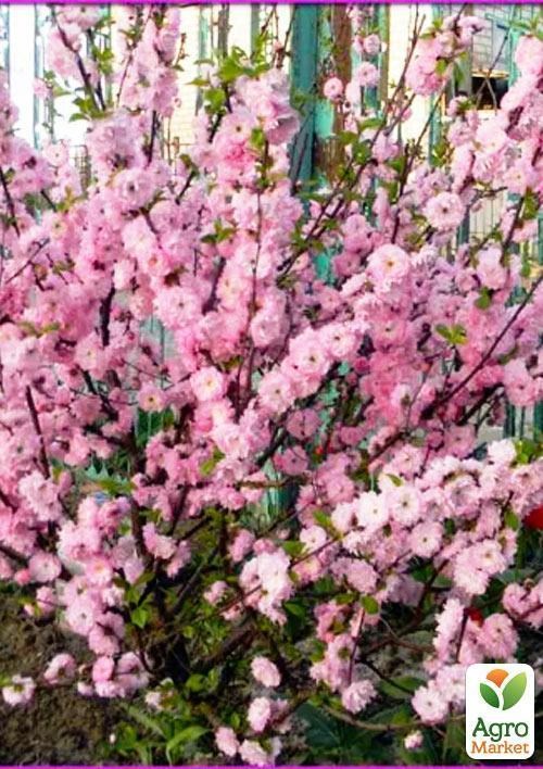 Сакура кустовая "Pink Perfection" - фото 2