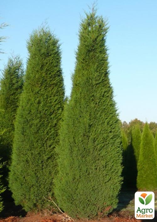 Купресосоціпаріс Лейланда "Blue Jeans" С3, висота 50-70см