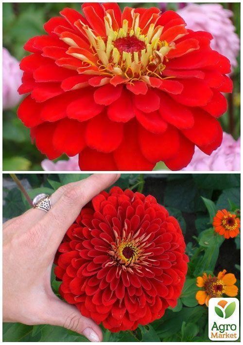 На развес Циния "Пламя" ТМ "Весна" цена за 3г - фото 2