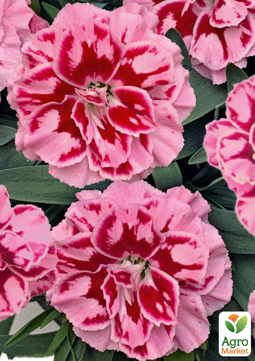 Гвоздика Махровая Oscar "Pink Heart" 