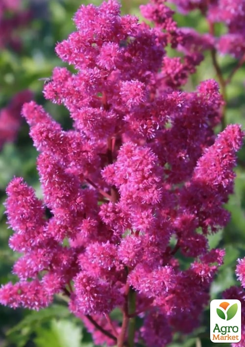 Астильба "Koeln"  - фото 2