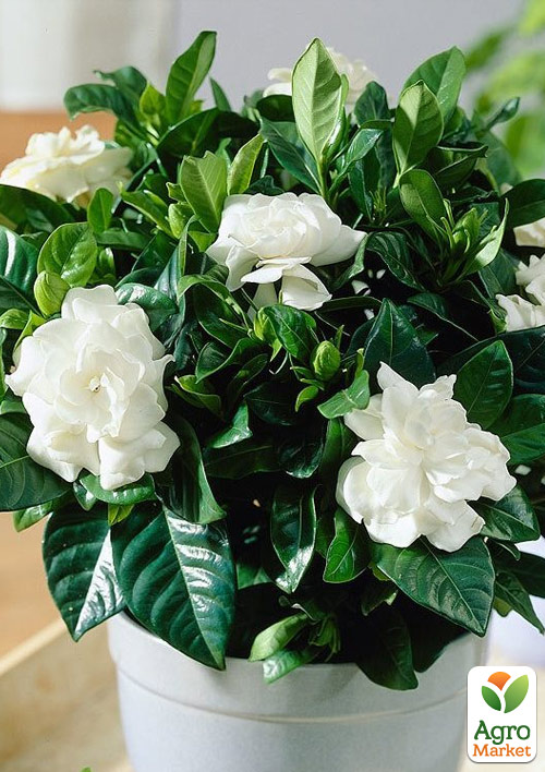 Гардения жасминовидная "Fortune" (Gardenia jasminoides) - фото 7