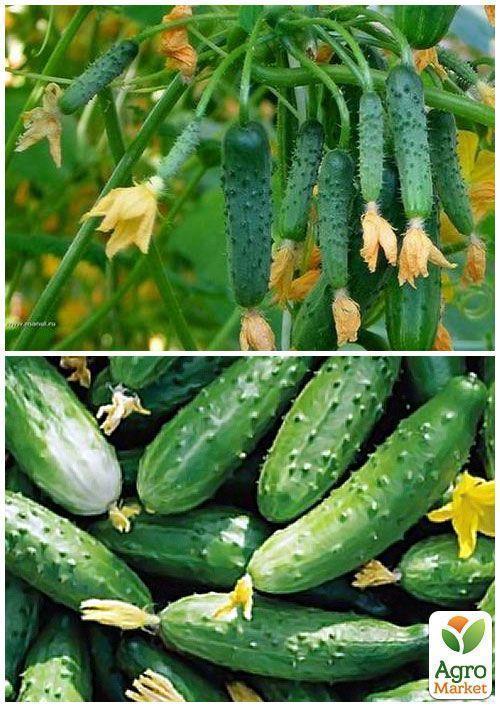 На вагу Огірок "Пальчик" ТМ "Весна" ціна за 2г - фото 3
