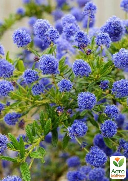 Цеанотус (Ceanothus thyrs. Repens) вазон С3 - фото 4