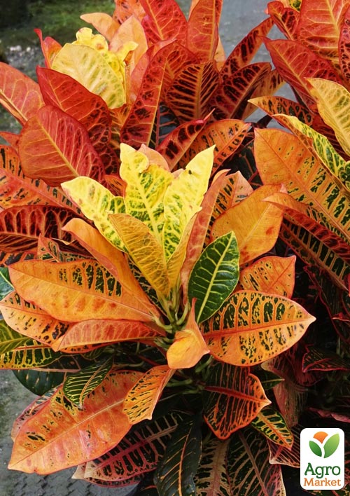 Кротон (Croton) "Petra"