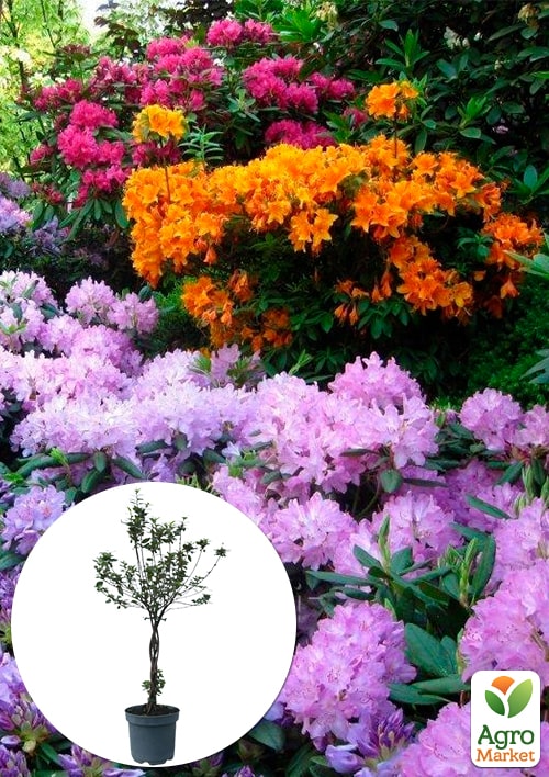LMTD Рододендрон на штамбе 3-х летний "MIX" Уценка(40-60см)