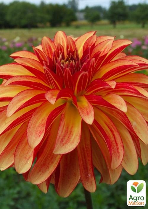 Жоржина "Irish Pinwheel" 