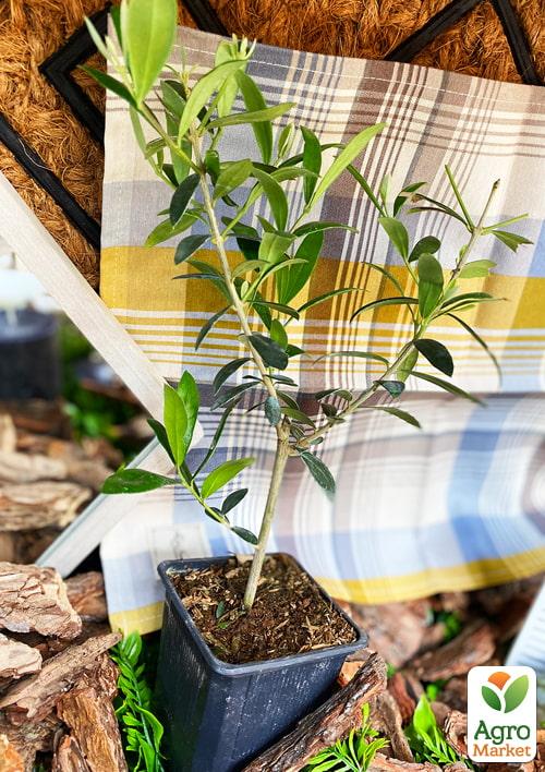 Оливкове Дерево "Olea Europaea" (міні штамб) висота 35-45см - фото 8