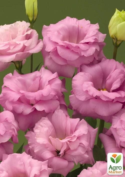 Эустома махровая "Arena Hot Pink" укорененная в контейнере Р9