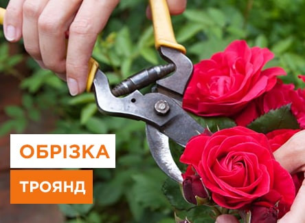 Як правильно обрізати троянди після цвітіння