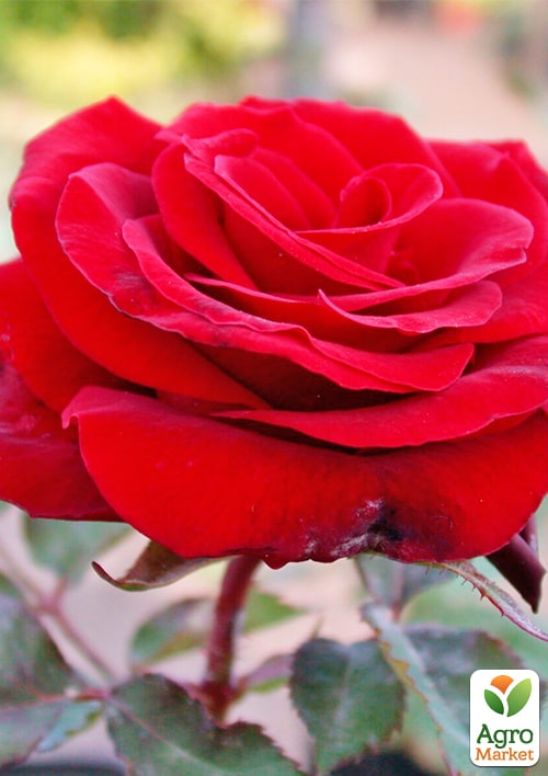 Роза чайно-гибридная "Гран При" (саженец класса АА+) высший сорт