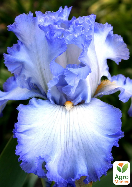 Ирис бородатый крупноцветковый "Cloud Ballet"  