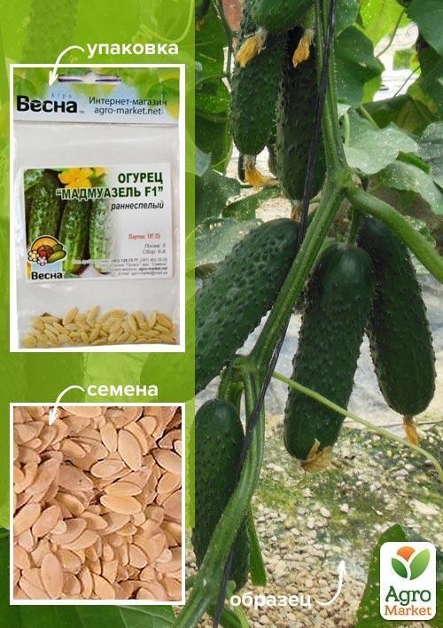 Огурец "Мадмуазель F1" (Зипер) ТМ "Весна" 1.5г