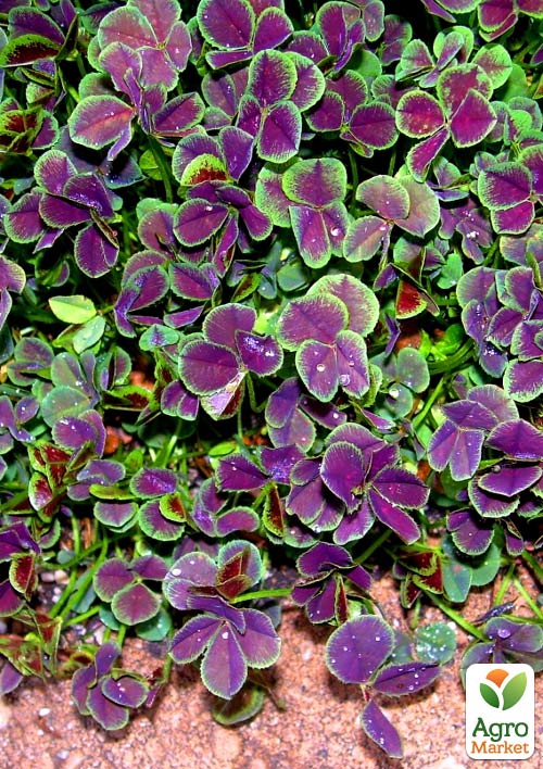 Клевер декоративный "Atropurpurea" (стелющийся красочный ковер) - фото 2
