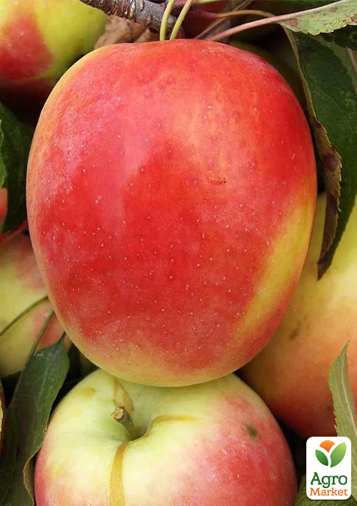 Яблуня "Кандиль синап" (осінній сорт, середній термін дозрівання)