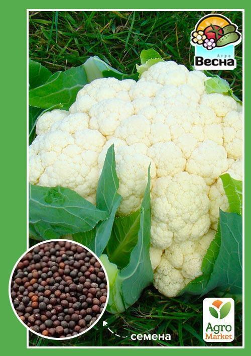Капуста цветная "Робер" ТМ "Весна" 0.3г