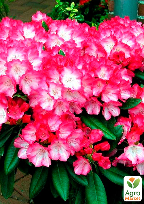 Рододендрон рожевий "Фантастика" (Fantastica) - фото 8