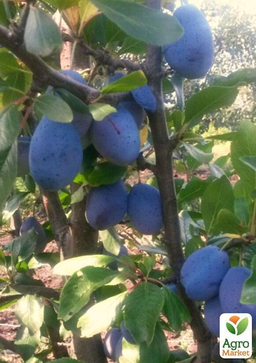 Слива "Венгерка" (поздний срок созревания) - фото 6