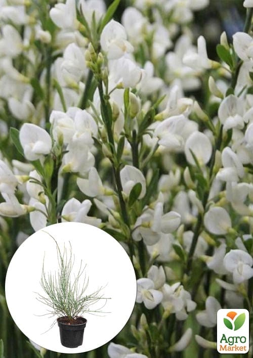 Ракитник "White Lion" (цитисус) вазон С3