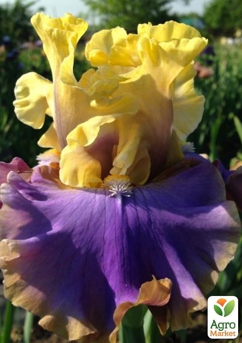 Ирис бородатый крупноцветковый "Repertoire"  