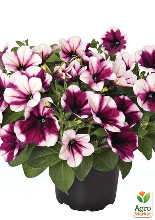 Петуния ампельная Sweetunia "Purple Touch" (контейнер №10, высота 10-15см) - фото 2
